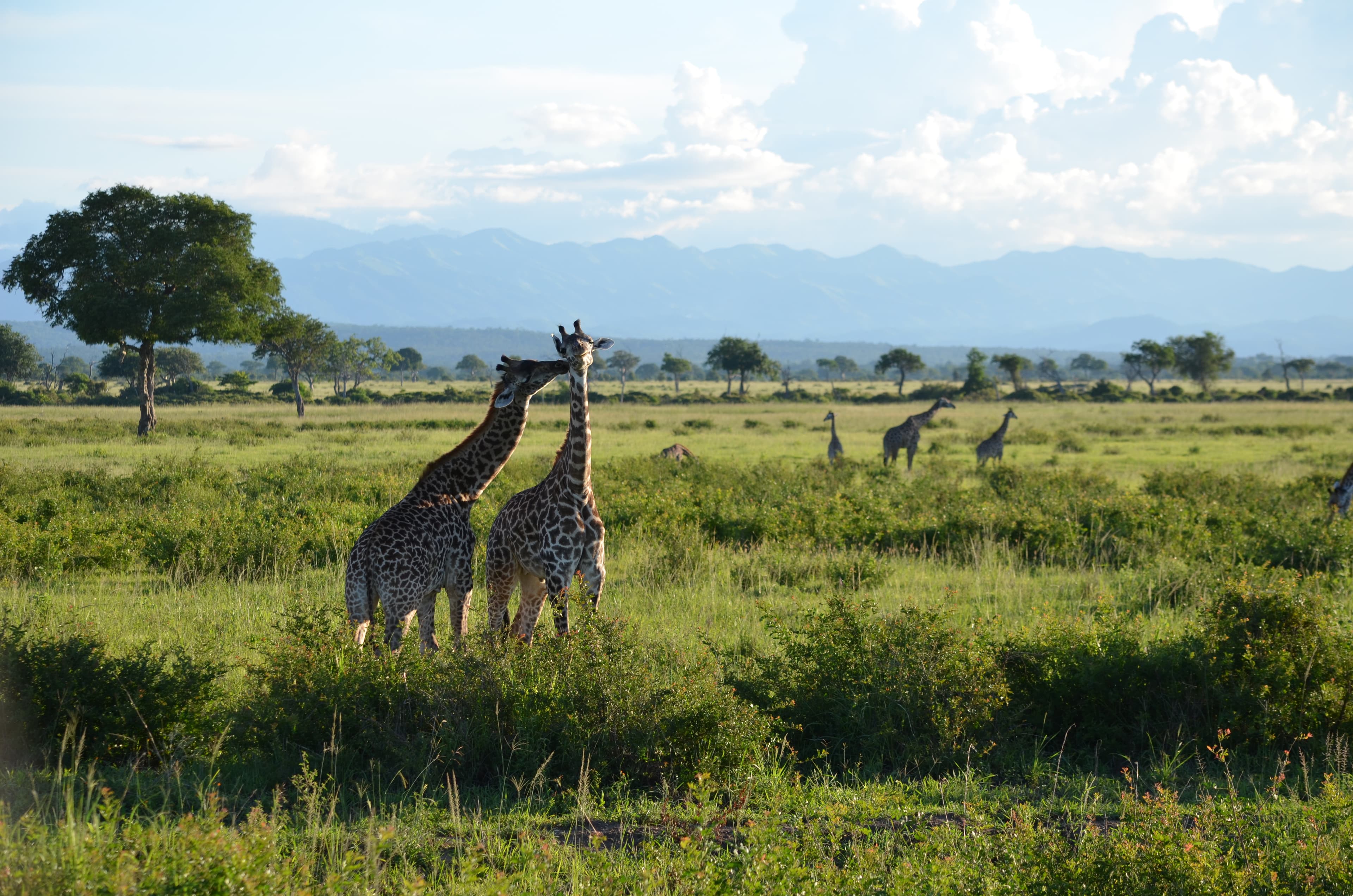 Tanzania safari landscape
