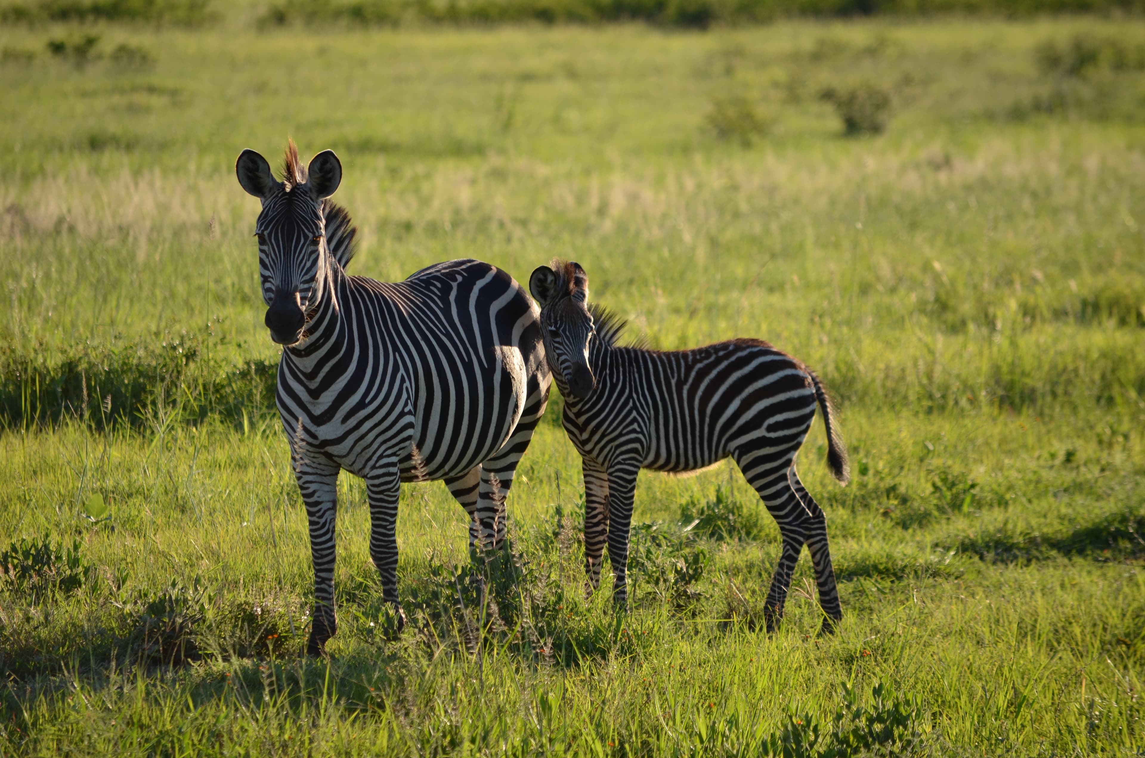 Safari guide in Tanzania at golden hour