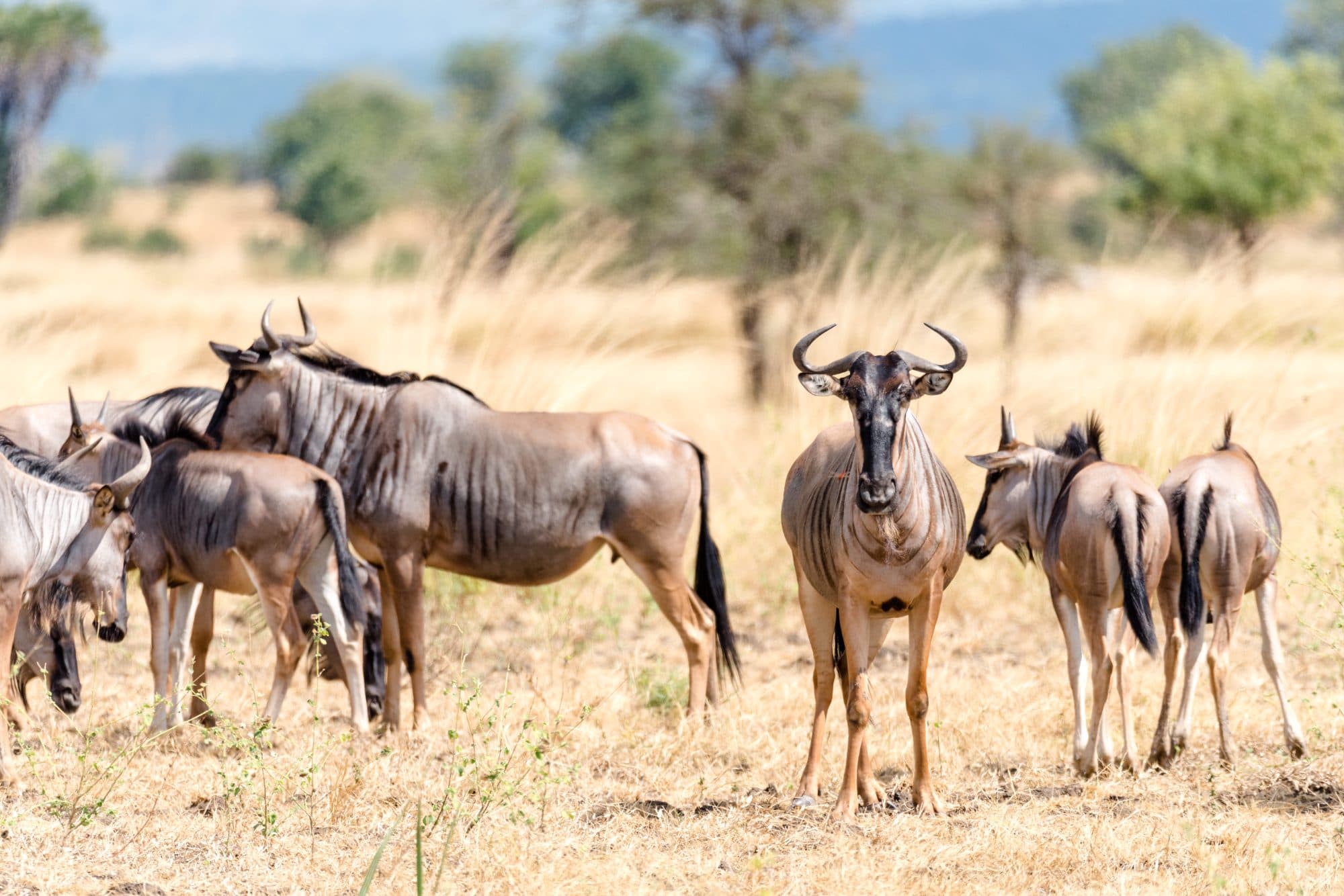 13 days in the Southern Tanzania-Grand Expedition
