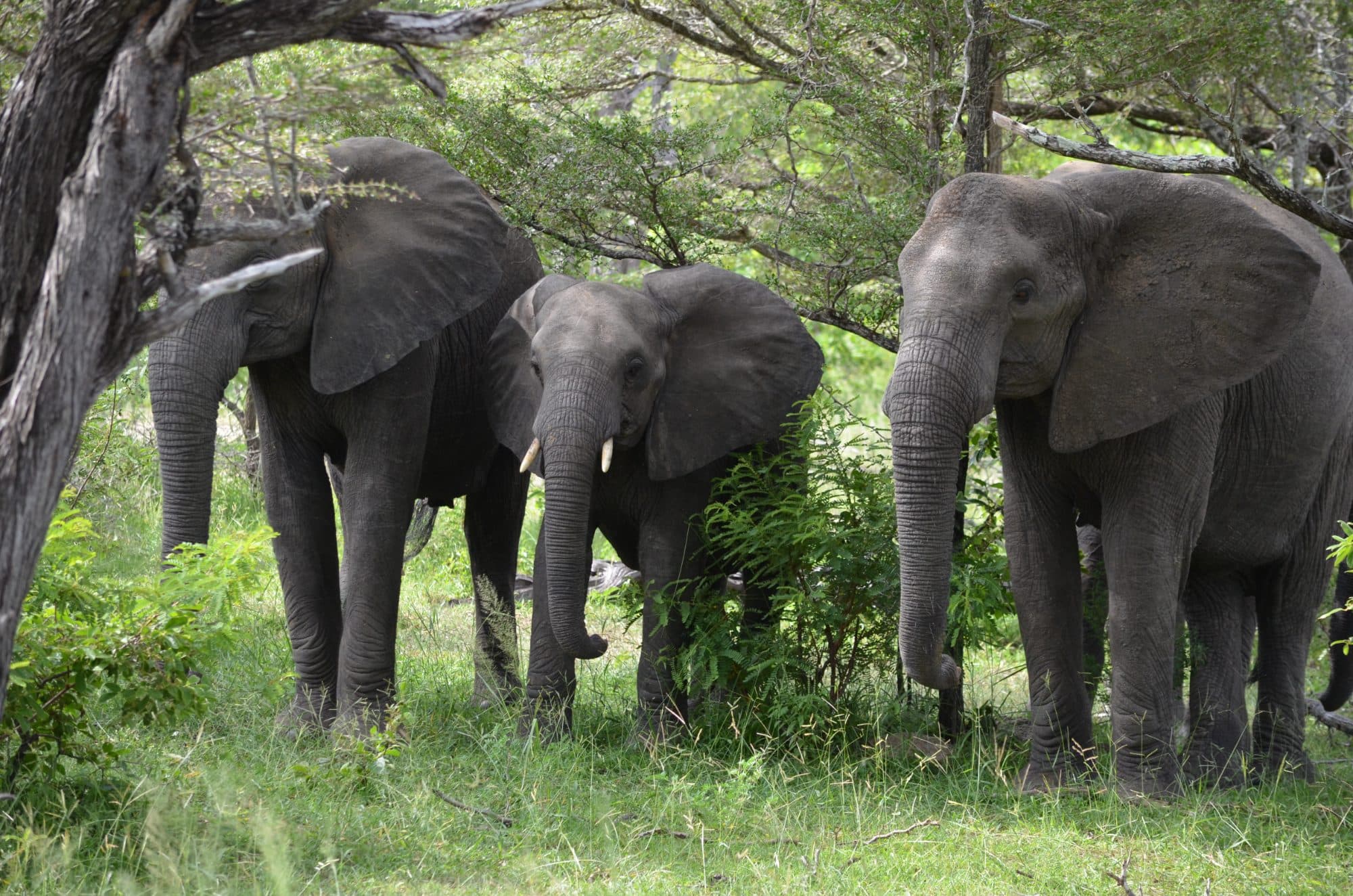 Understanding safari seasons in Tanzania