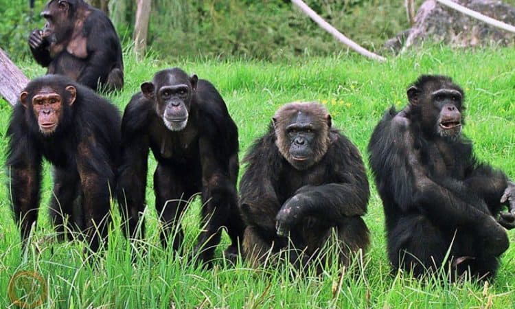 4 Nights 5 Days-Chimpanzee Tracking in Gombe National Park