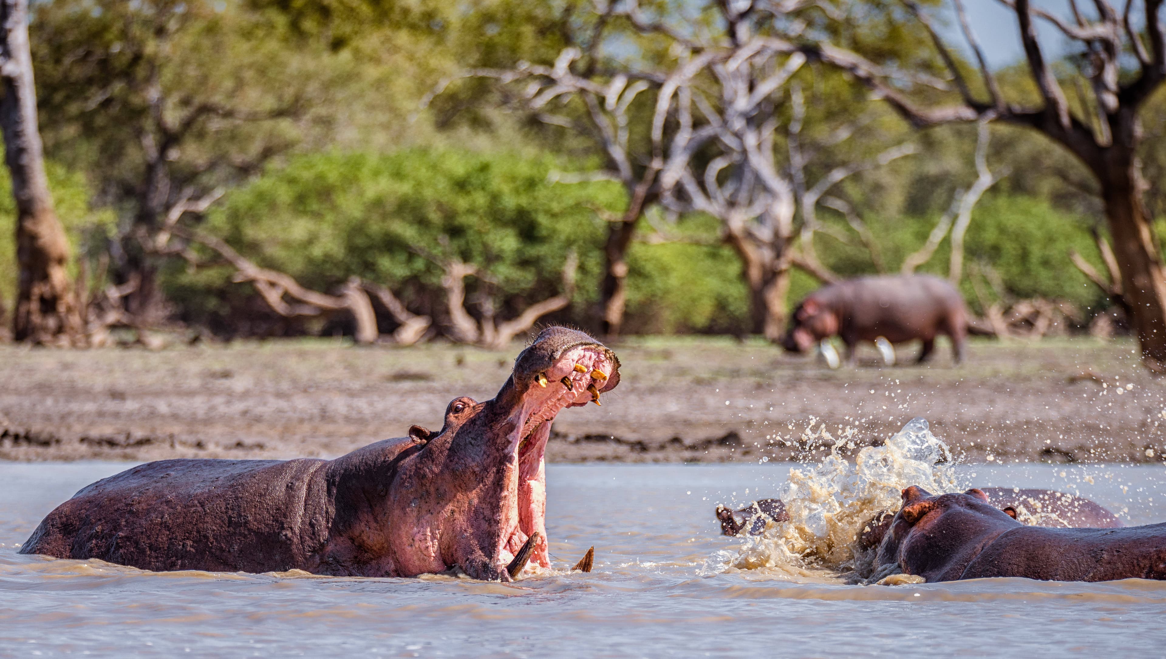 Safari vehicle in the Tanzanian wilderness