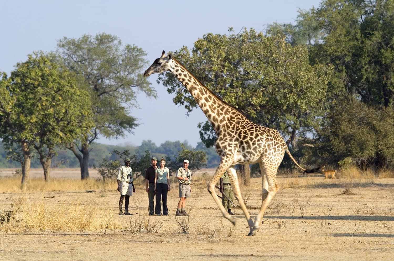 7 days, Zambia Walking Safari